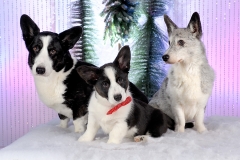 1897-Family-Dog-Holiday-2015