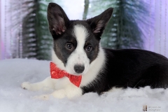 1908-Family-Dog-Holiday-2015
