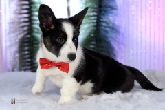 1909-Family-Dog-Holiday-2015