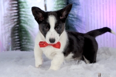 1910-Family-Dog-Holiday-2015