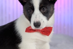 1919-Family-Dog-Holiday-2015