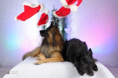 3186-Family-Dog-Holiday-2015