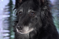 3303-Family-Dog-Holiday-2015