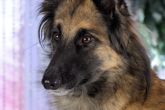 3700-Family-Dog-Holiday-2015