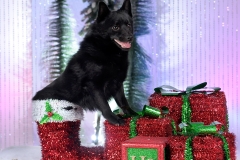 3818-Family-Dog-Holiday-2015