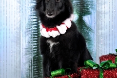 4373-Family-Dog-Holiday-2015