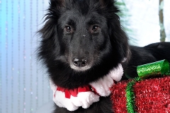 4376-Family-Dog-Holiday-2015