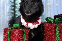 4389-Family-Dog-Holiday-2015