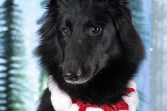 4394-Family-Dog-Holiday-2015