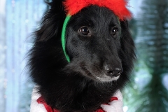 4402-Family-Dog-Holiday-2015