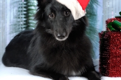 4409-Family-Dog-Holiday-2015