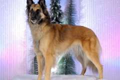 4438-Family-Dog-Holiday-2015